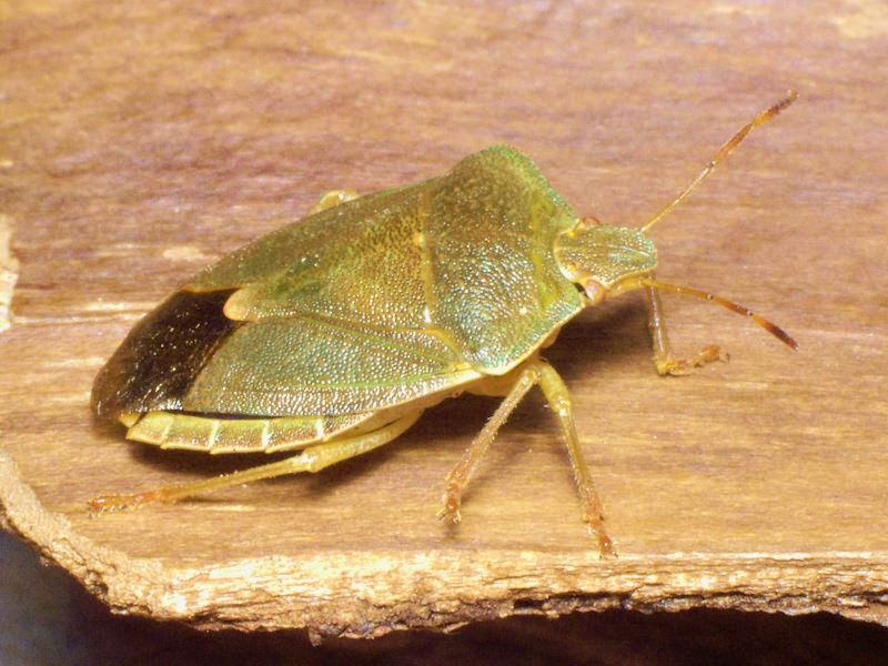 Palomena prasina (Linnaeus, 1761)